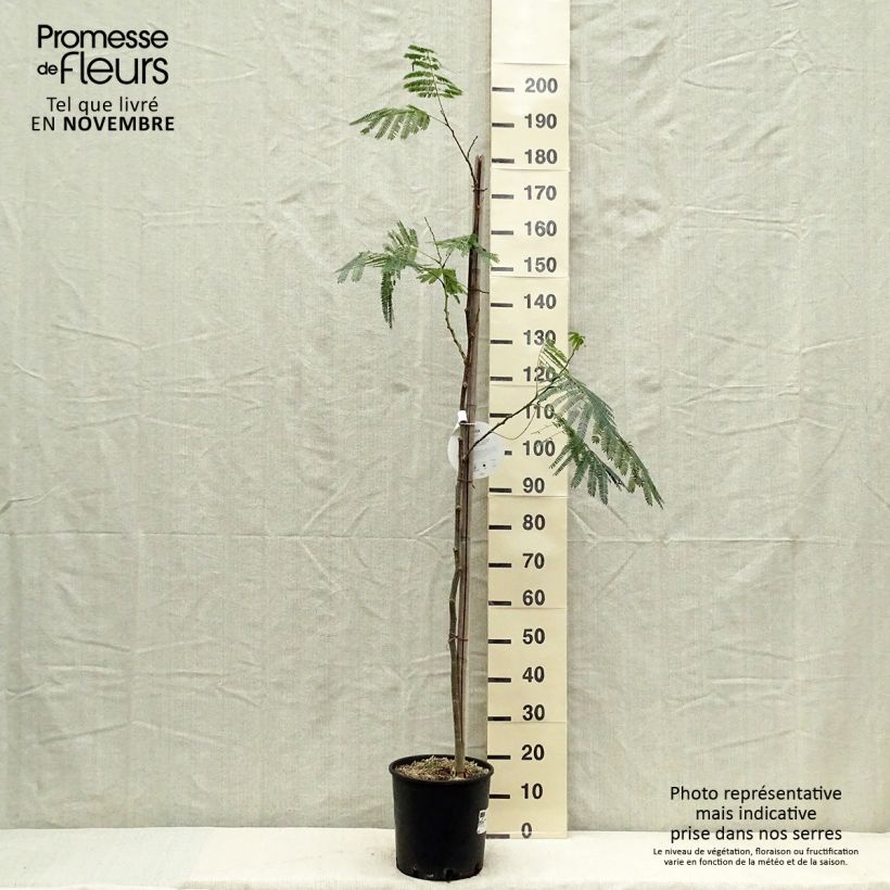Example of Albizia julibrissin Ombrella - Seidenakazie Topf mit 6L/7L as you get in automne