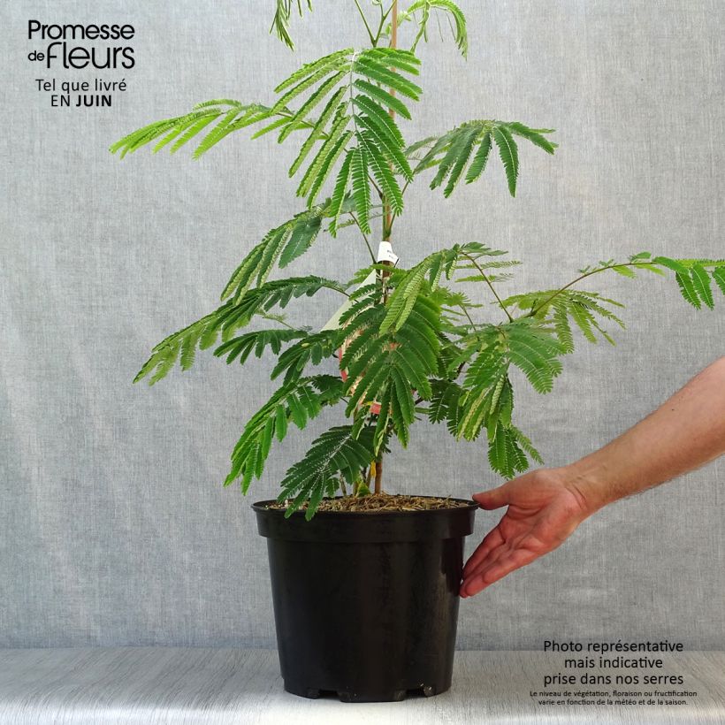 Exemplar von Albizia julibrissin Ombrella - Seidenakazie Topf mit 6L/7L wie im Sommer geliefert
