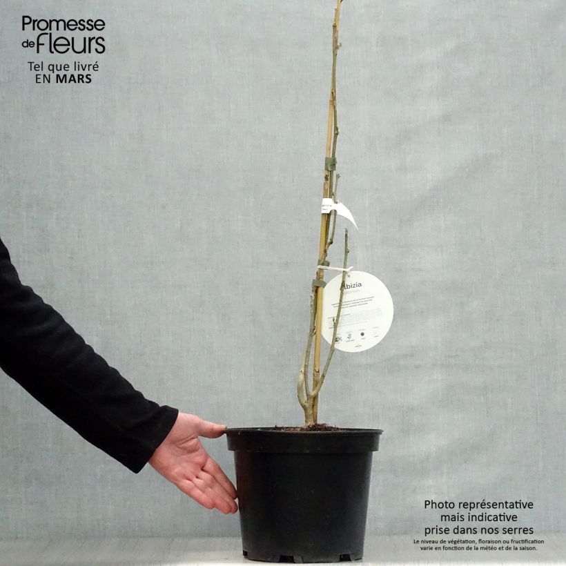 Exemplar von Albizia julibrissin Ombrella - Seidenakazie Topf mit 6L/7L wie im Frühjahr geliefert