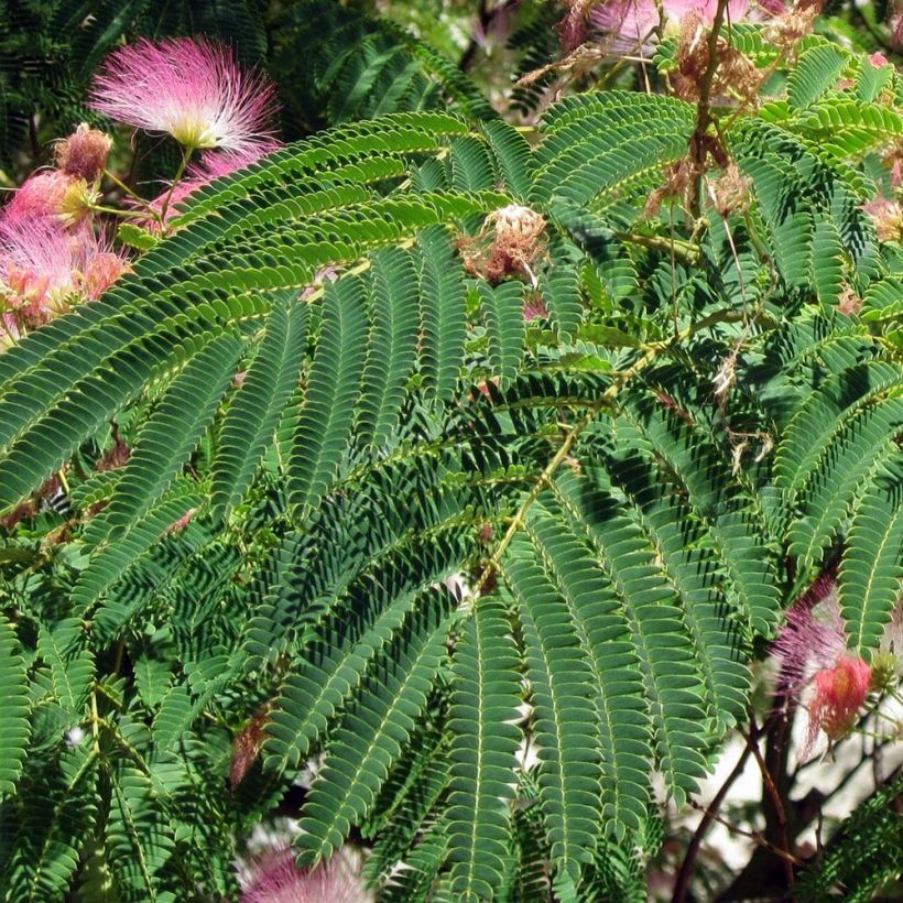Albizzia julibrissin Rosea - Seidenakazie (Foliage)