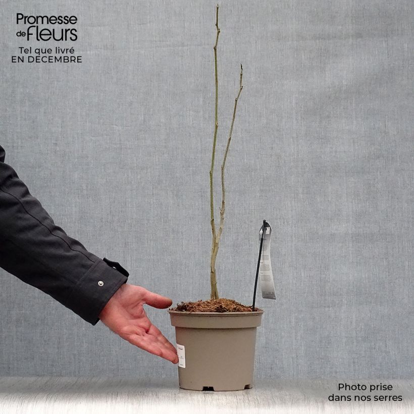 Exemplar von Albizzia julibrissin Rosea - Seidenakazie Topf mit 2L/3L wie im Winter geliefert