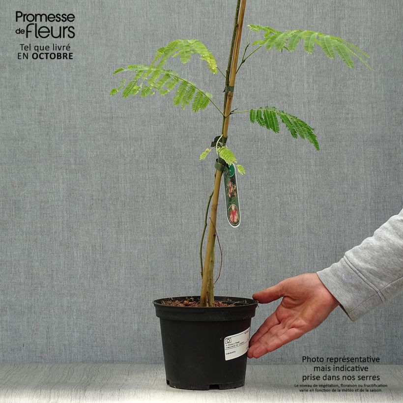 Example of Albizzia julibrissin Rosea - Seidenakazie Topf mit 2L/3L as you get in automne