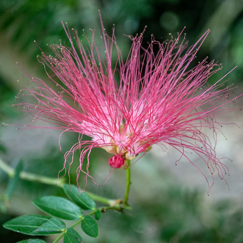 Albizzia julibrissin Rosea - Seidenakazie (Flowering)