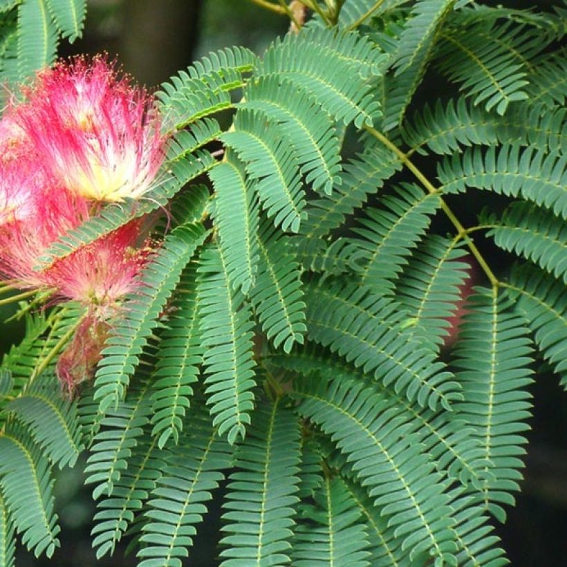 Albizia julibrissin Rouge Selection - Seidenakazie (Foliage)
