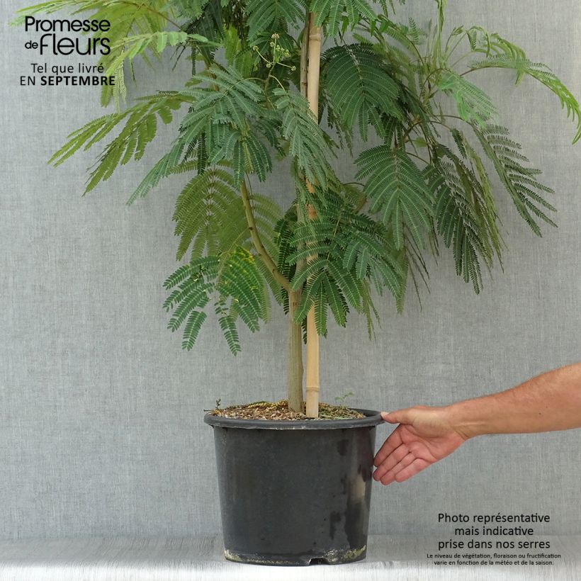 Example of Albizia julibrissin Rouge Selection - Seidenakazie Topf mit 12L/15L as you get in automne