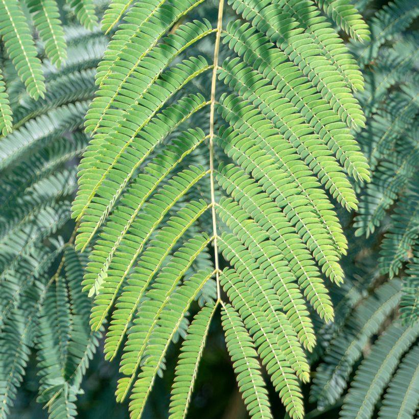 Albizia julibrissin 'Shidare' - Seidenakazie (Foliage)