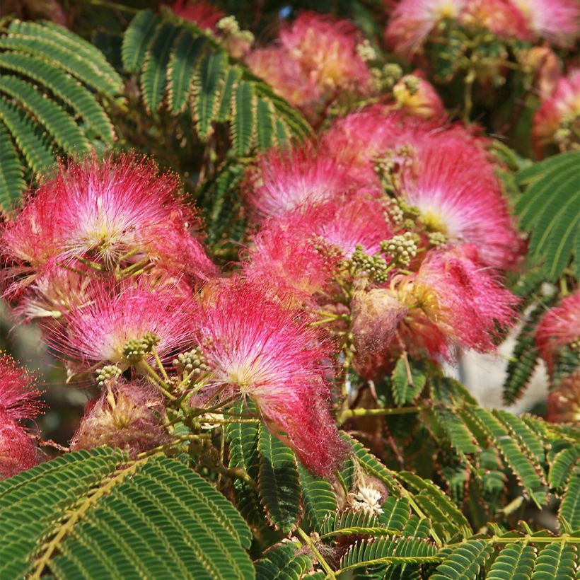 Albizia julibrissin 'Shidare' - Seidenakazie (Flowering)