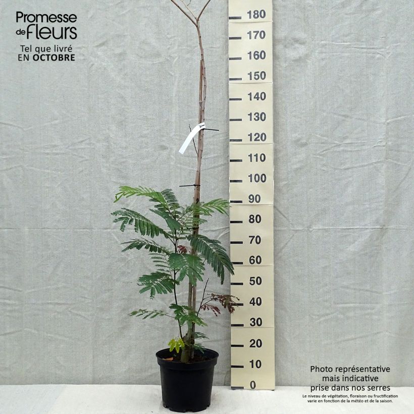 Example of Albizzia julibrissin Summer Chocolate - Seidenakazie Topf mit 7,5L/10L as you get in automne