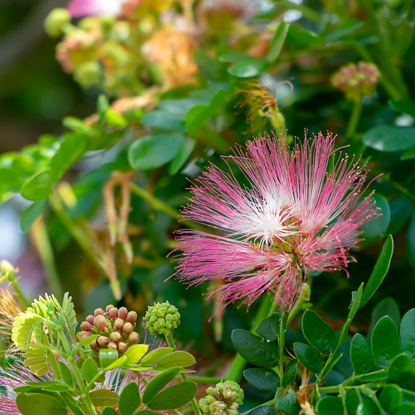 Albizia saman - Regenbaum (Flowering)