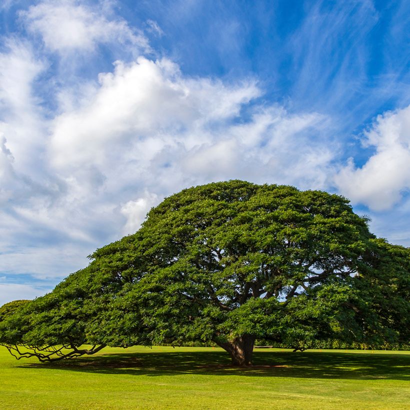 Albizia saman - Regenbaum (Plant habit)