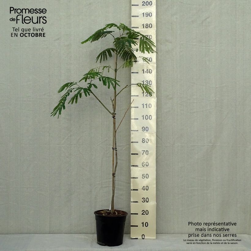 Example of Albizia julibrissin Tropical Dream - Seidenakazie Topf mit 7,5L/10L as you get in automne