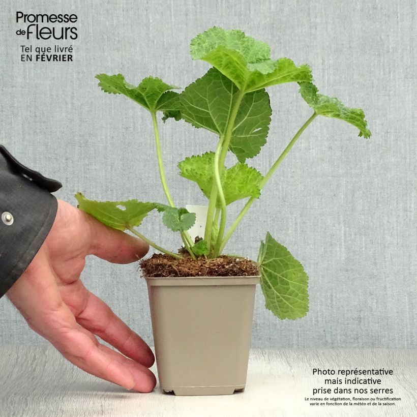 Exemplar von Alcea ficifolia - Feigenblättrige Stockrose Kleine Töpfe von 8/9 cm wie im Winter geliefert