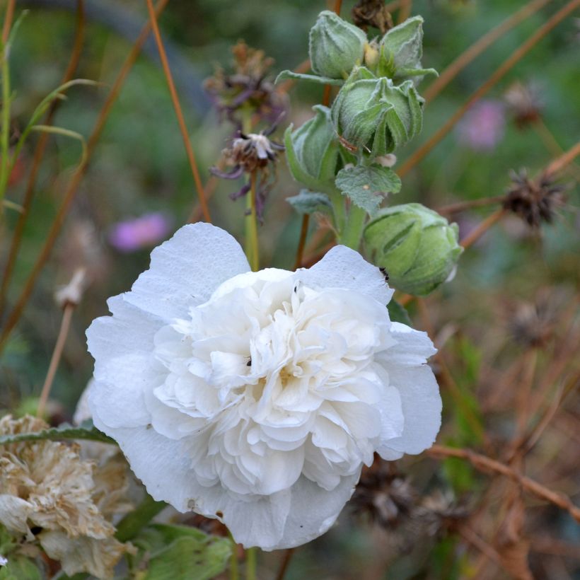 Alcea rosea Chater’s Double Icicle (Samen) - Gewöhnliche Stockrose (Flowering)