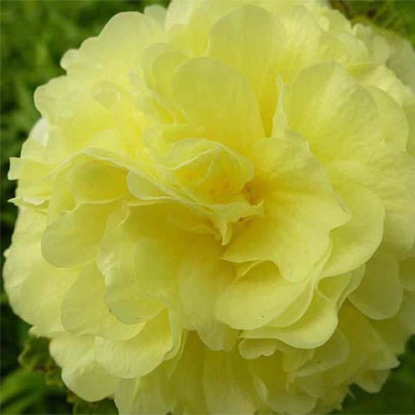 Alcea rosea Chater's Double Yellow - Gewöhnliche Stockrose (Flowering)
