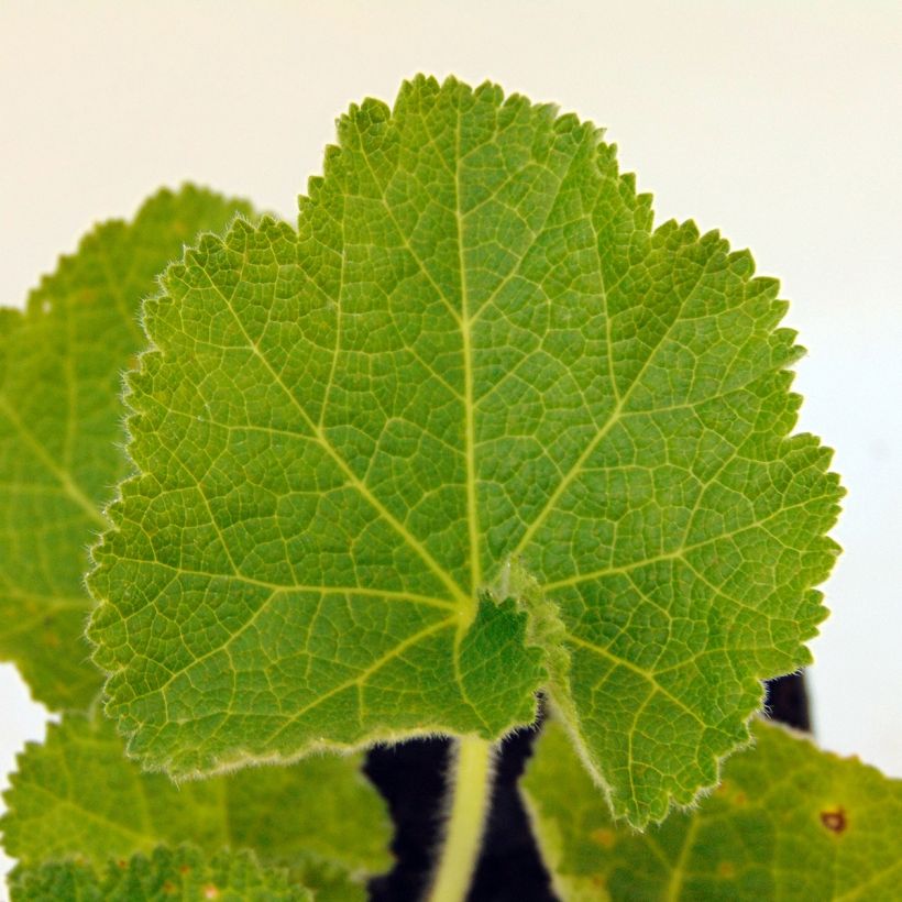 Alcea rosea Chater's Double Violet - Gewöhnliche Stockrose (Foliage)