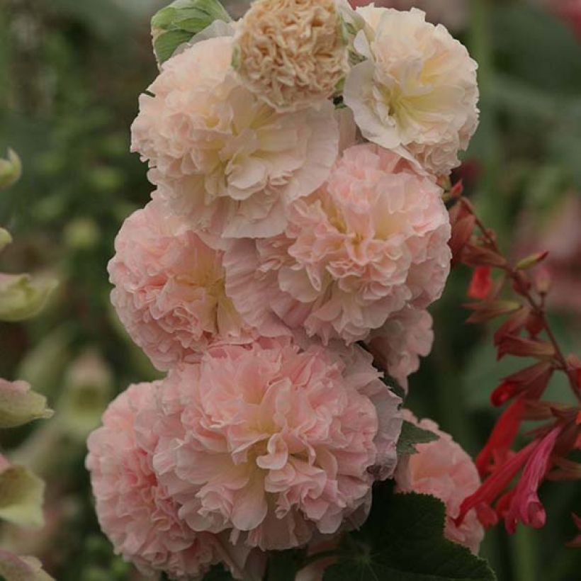 Alcea rosea Chater's Double Salmon - Gewöhnliche Stockrose (Flowering)
