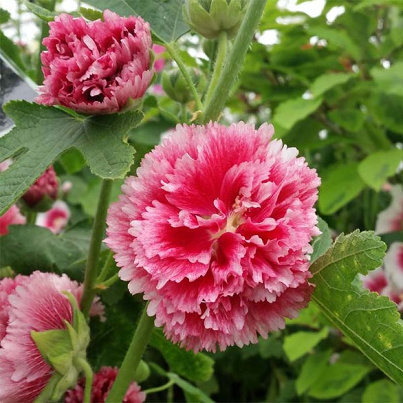 Alcea rosea Fiesta Time - Gewöhnliche Stockrose (Flowering)