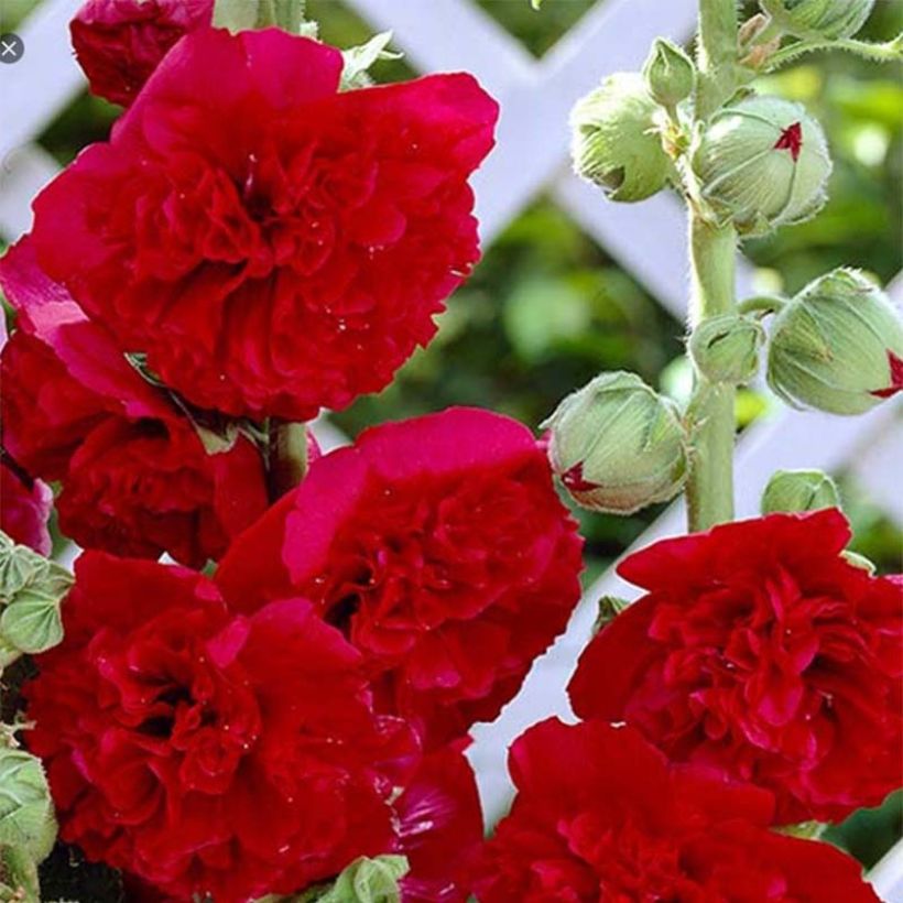Alcea rosea Pleniflora Rouge - Gewöhnliche Stockrose (Flowering)
