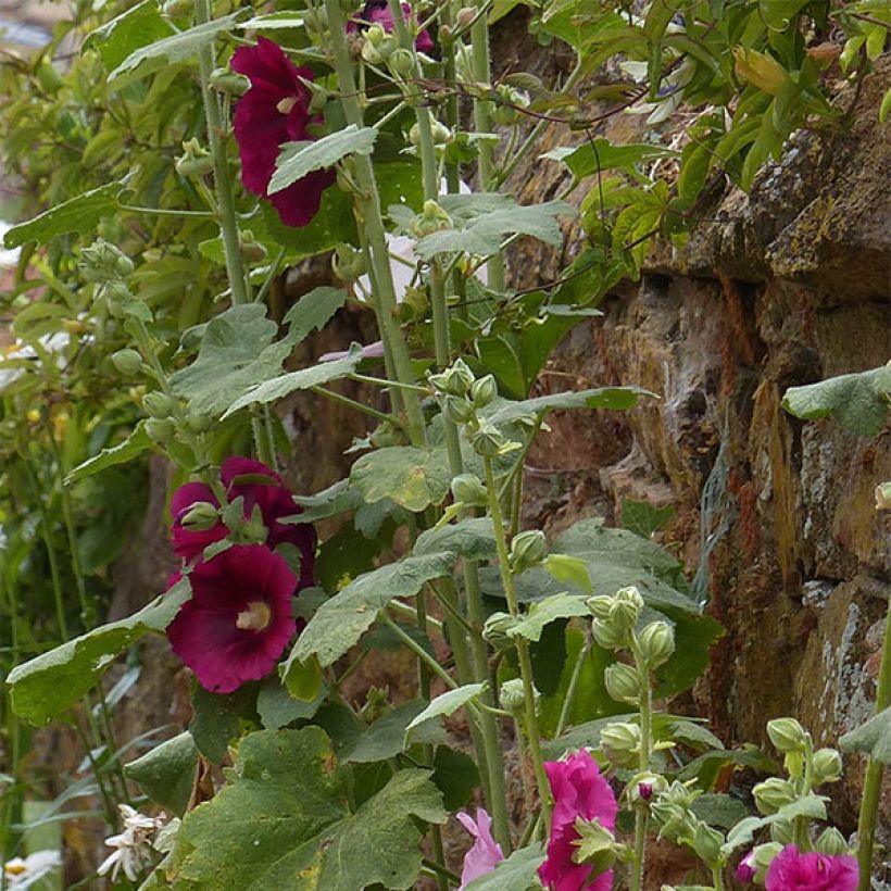 Alcea rosea Simplex - Gewöhnliche Stockrose (Foliage)