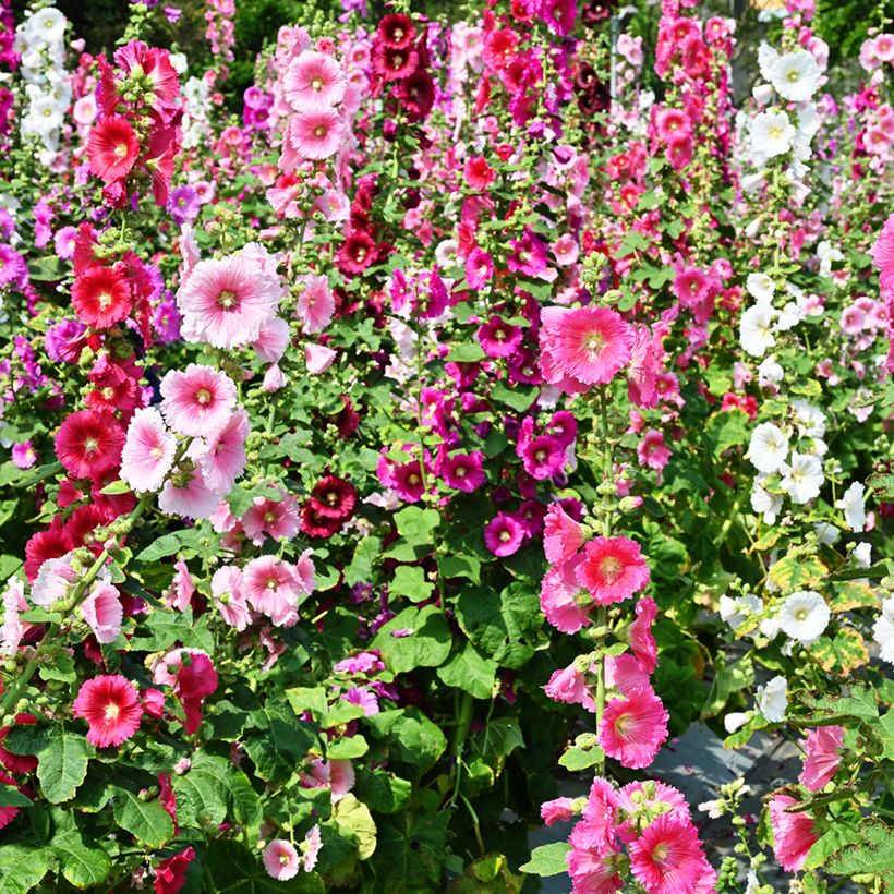 Alcea rosea Simplex - Gewöhnliche Stockrose (Flowering)