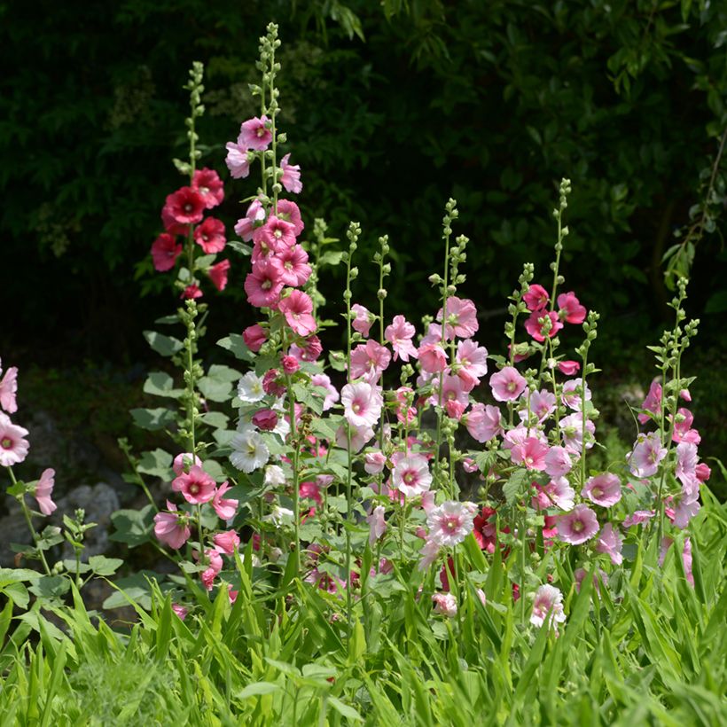 Alcea rosea Simplex - Gewöhnliche Stockrose (Plant habit)