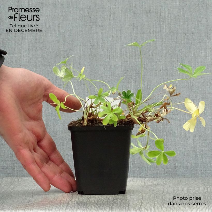 Exemplar von Alchemilla alpina - Alpen-Frauenmantel Kleine Töpfe von 8/9 cm wie im Winter geliefert