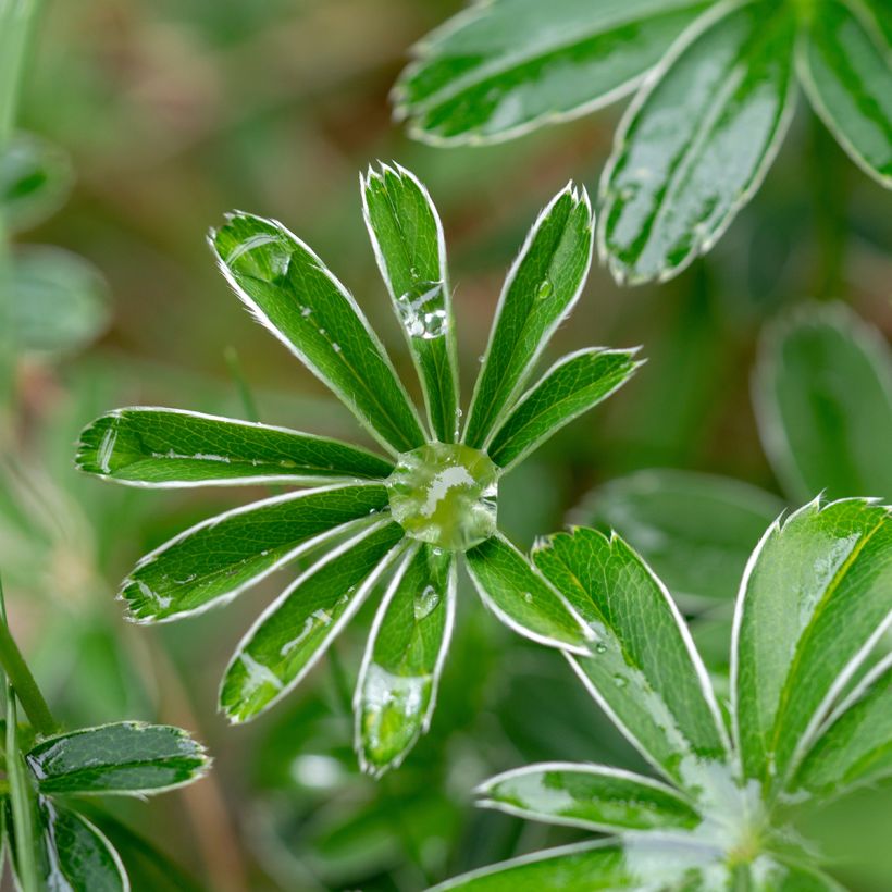 Alchemilla alpina - Alpen-Frauenmantel (Foliage)