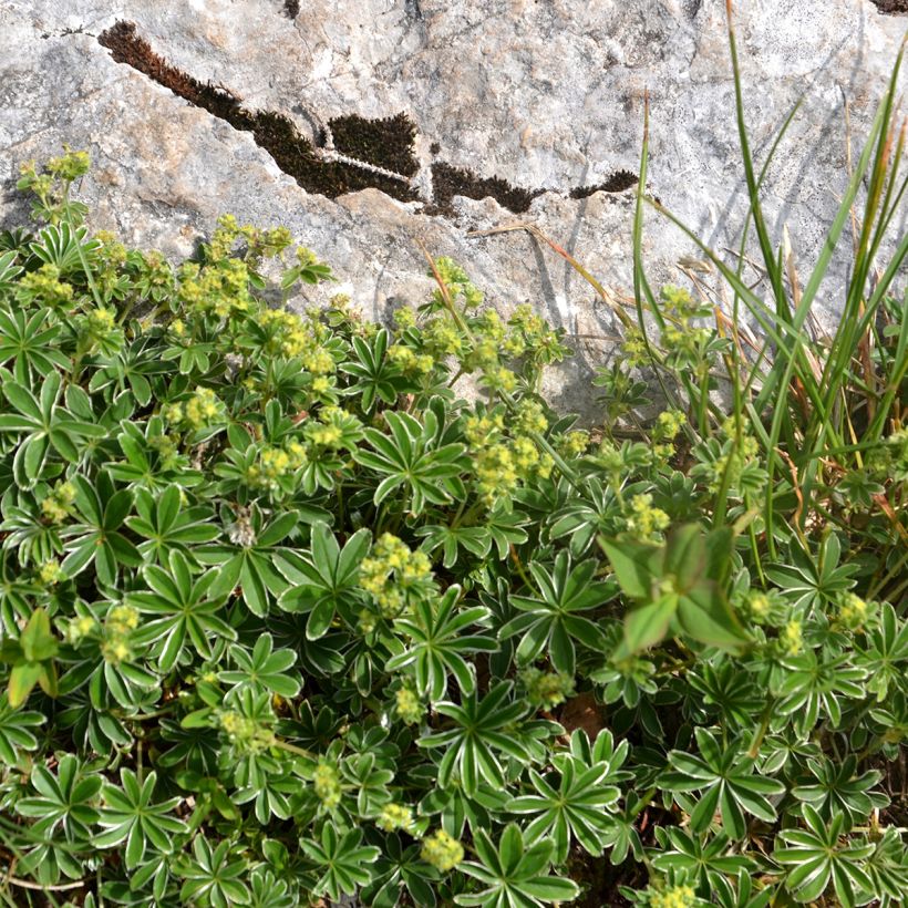 Alchemilla alpina - Alpen-Frauenmantel (Plant habit)