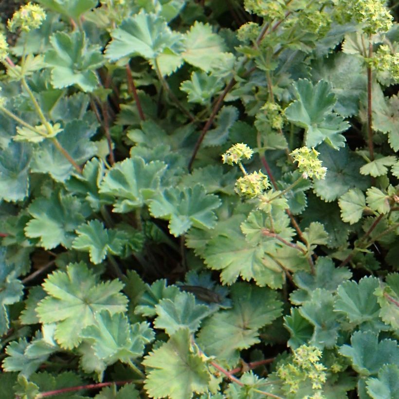 Alchemilla caucasica - Kaukasicher Frauenmantel (Foliage)