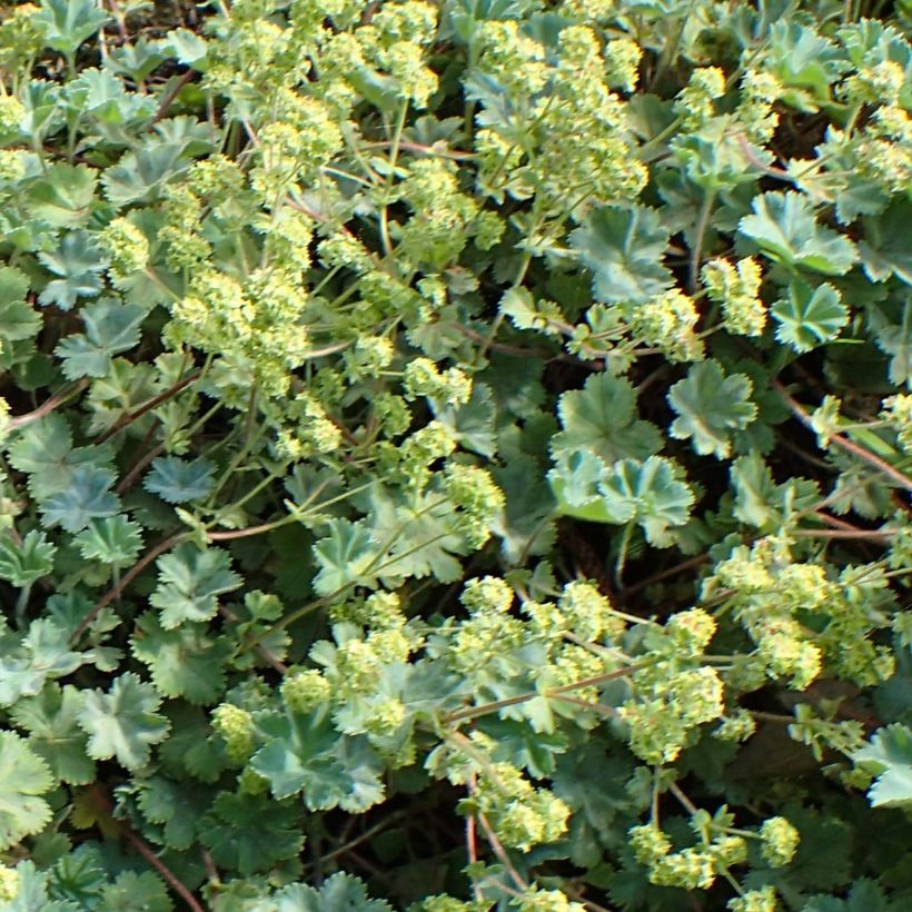 Alchemilla caucasica - Kaukasicher Frauenmantel (Flowering)