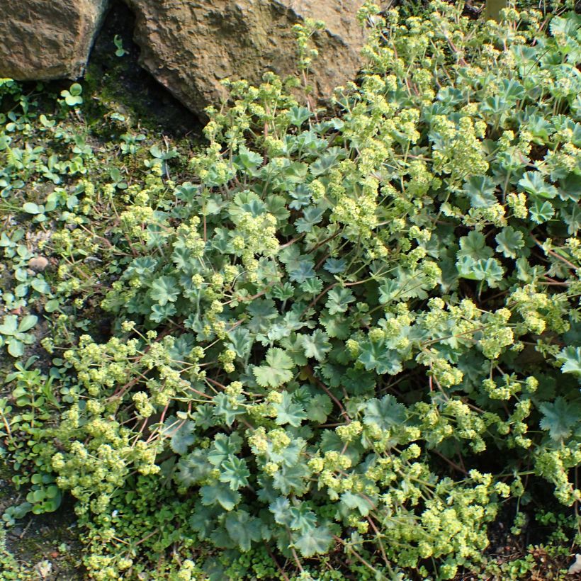 Alchemilla caucasica - Kaukasicher Frauenmantel (Plant habit)