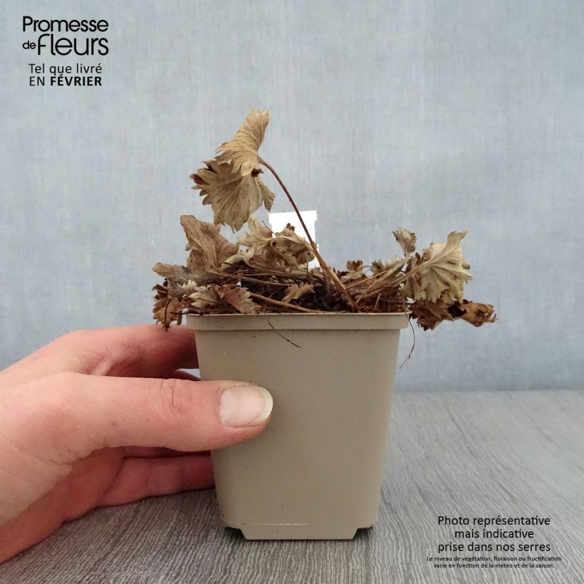 Exemplar von Alchemilla caucasica - Kaukasicher Frauenmantel Kleine Töpfe von 8/9 cm wie im Winter geliefert