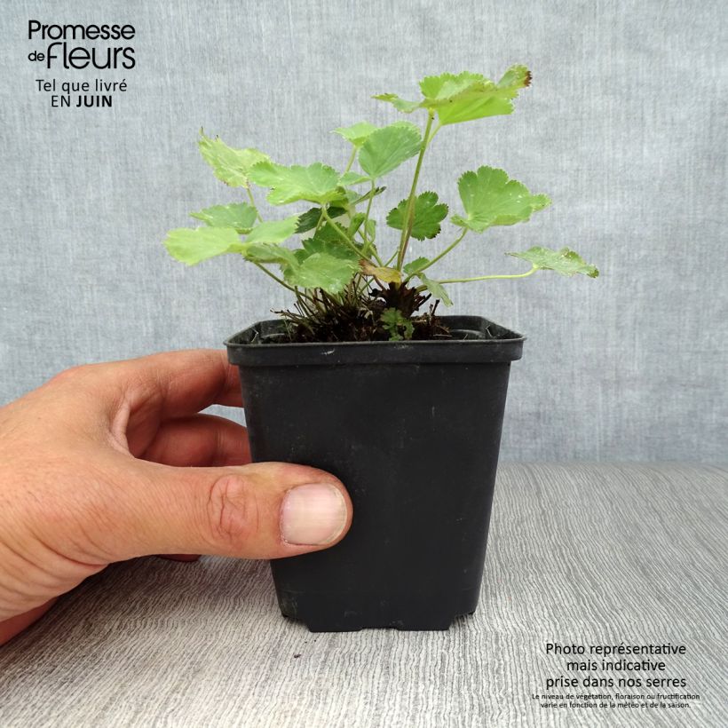 Exemplar von Alchemilla epipsila - Kahler Frauenmantel Kleine Töpfe von 8/9 cm wie im Sommer geliefert