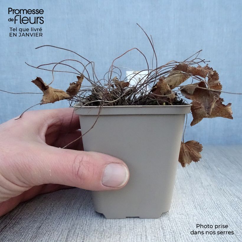 Exemplar von Alchemilla epipsila - Kahler Frauenmantel Kleine Töpfe von 8/9 cm wie im Winter geliefert