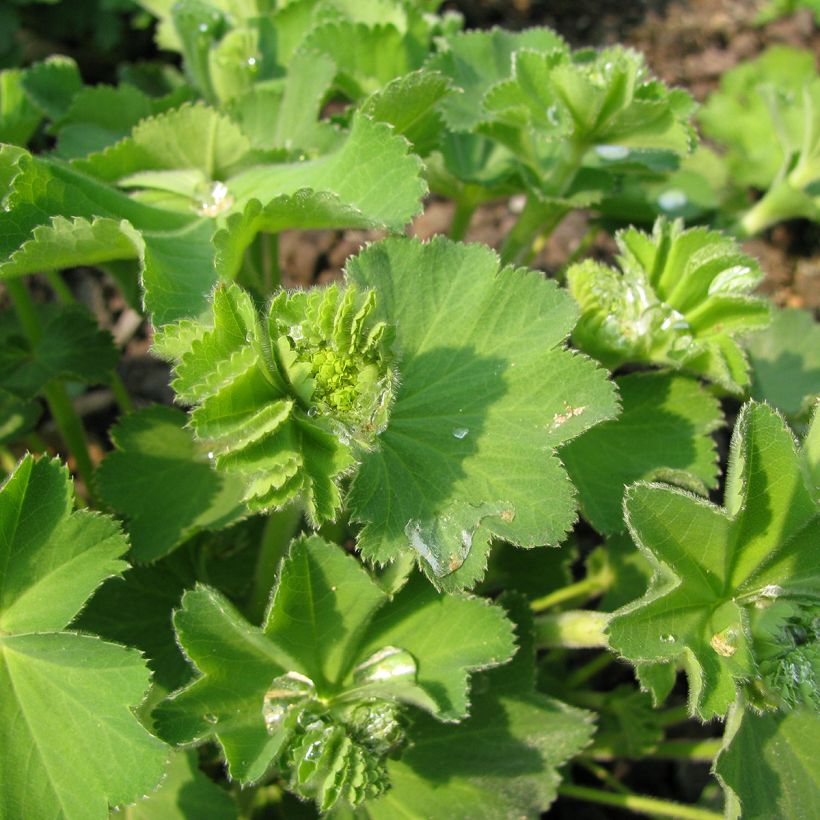 Alchemilla epipsila - Kahler Frauenmantel (Foliage)
