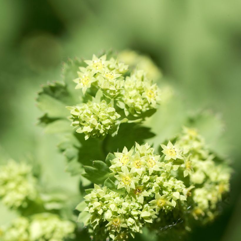 Alchemilla epipsila - Kahler Frauenmantel (Flowering)