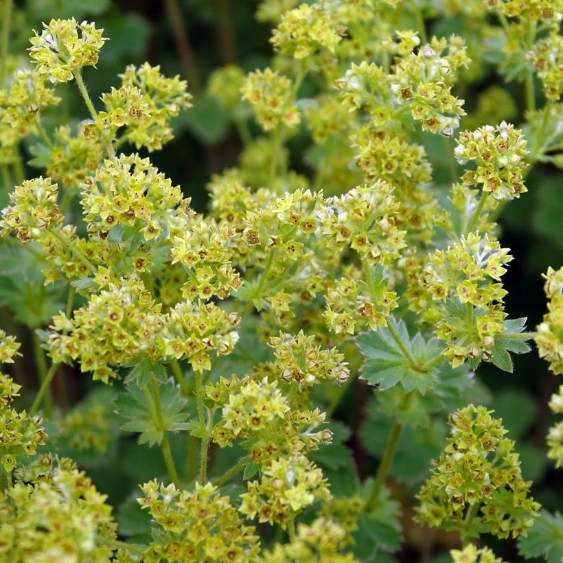 Alchemilla erythropoda - Frauenmantel (Flowering)