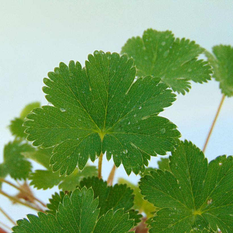Alchemilla erythropoda - Frauenmantel (Foliage)