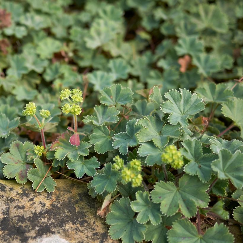Alchemilla erythropoda - Frauenmantel (Plant habit)