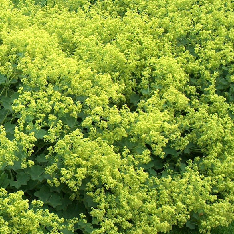 Alchemilla mollis Thriller - Großblättriger Frauenmantel (Flowering)