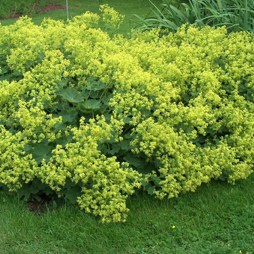Alchemilla mollis Thriller - Großblättriger Frauenmantel (Plant habit)