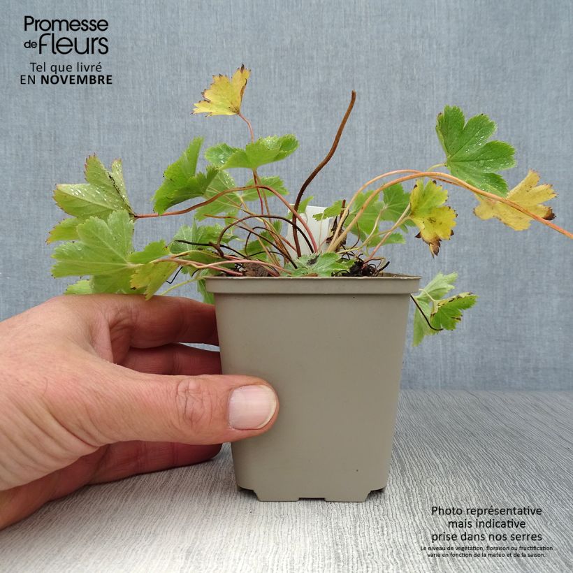Example of Alchemilla sericata Gold Strike - Frauenmantel Kleine Töpfe von 8/9 cm as you get in automne