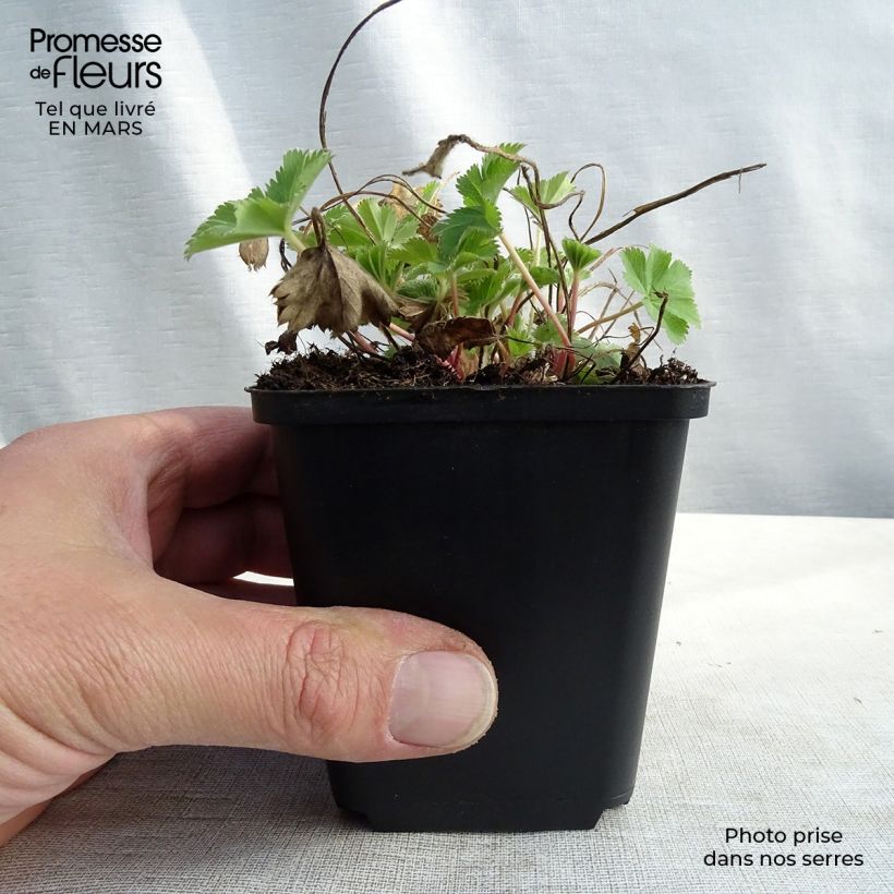 Exemplar von Alchemilla sericata Gold Strike - Frauenmantel Kleine Töpfe von 8/9 cm wie im Winter geliefert