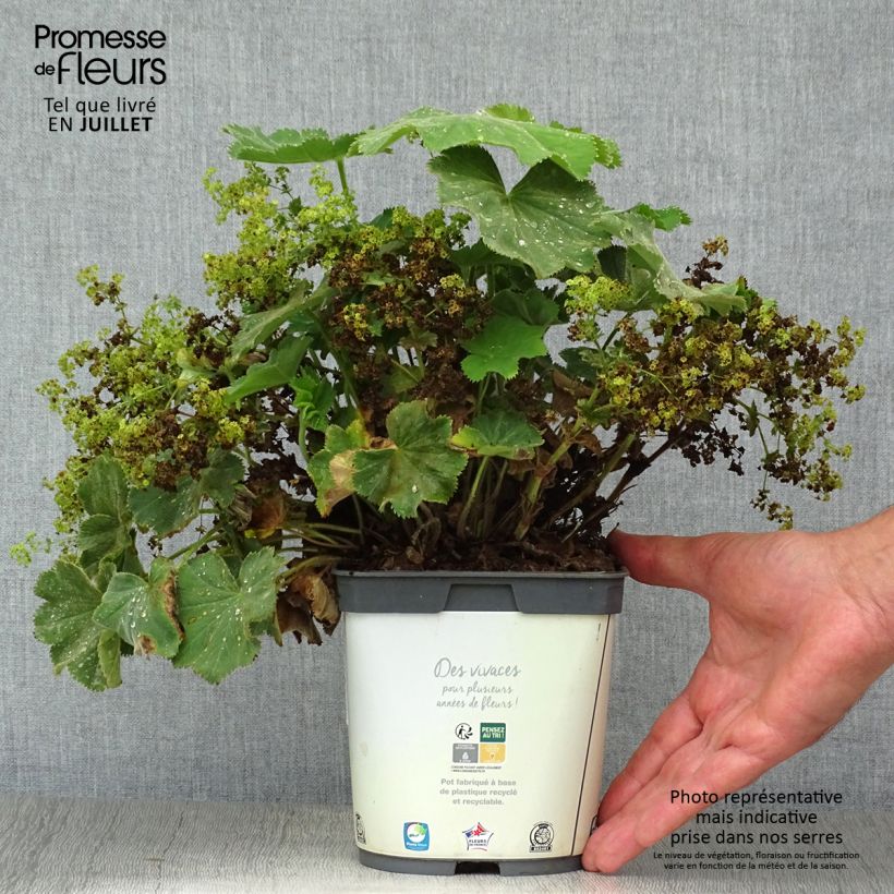 Exemplar von Alchemilla mollis Thriller - Großblättriger Frauenmantel Topf mit 2L/3L wie im Sommer geliefert