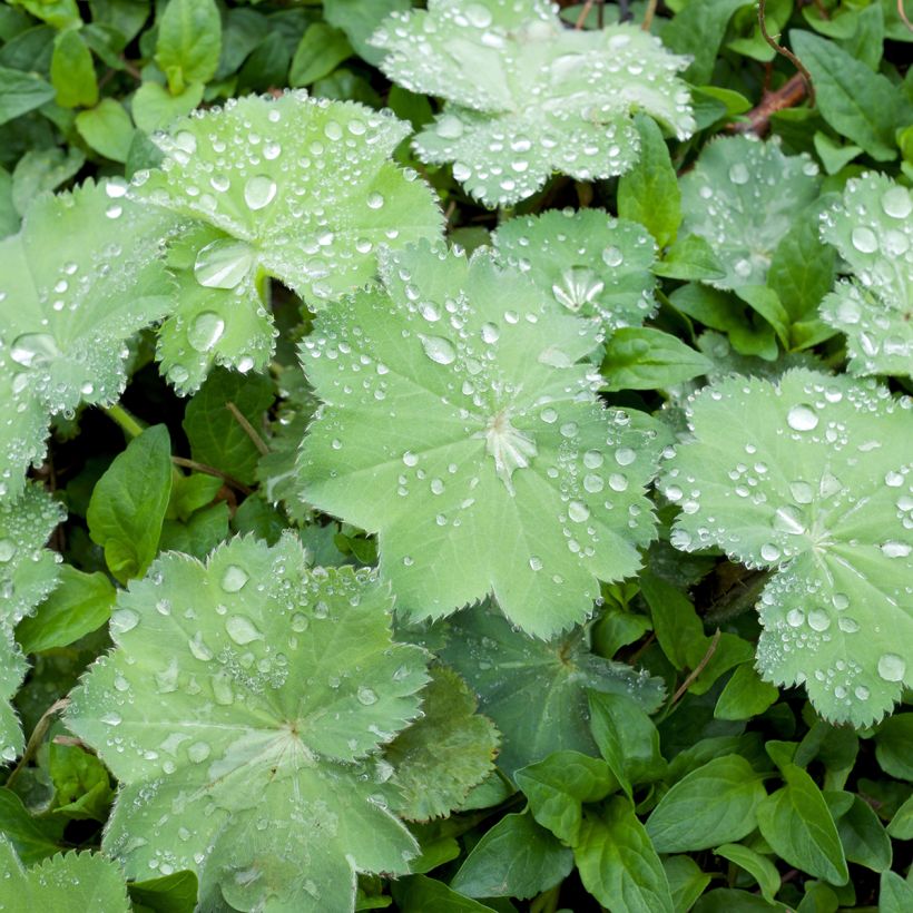 Alchemilla mollis Thriller - Großblättriger Frauenmantel (Foliage)
