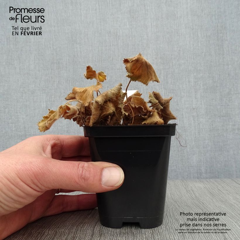 Exemplar von Alchemilla mollis Thriller - Großblättriger Frauenmantel Kleine Töpfe von 8/9 cm wie im Winter geliefert