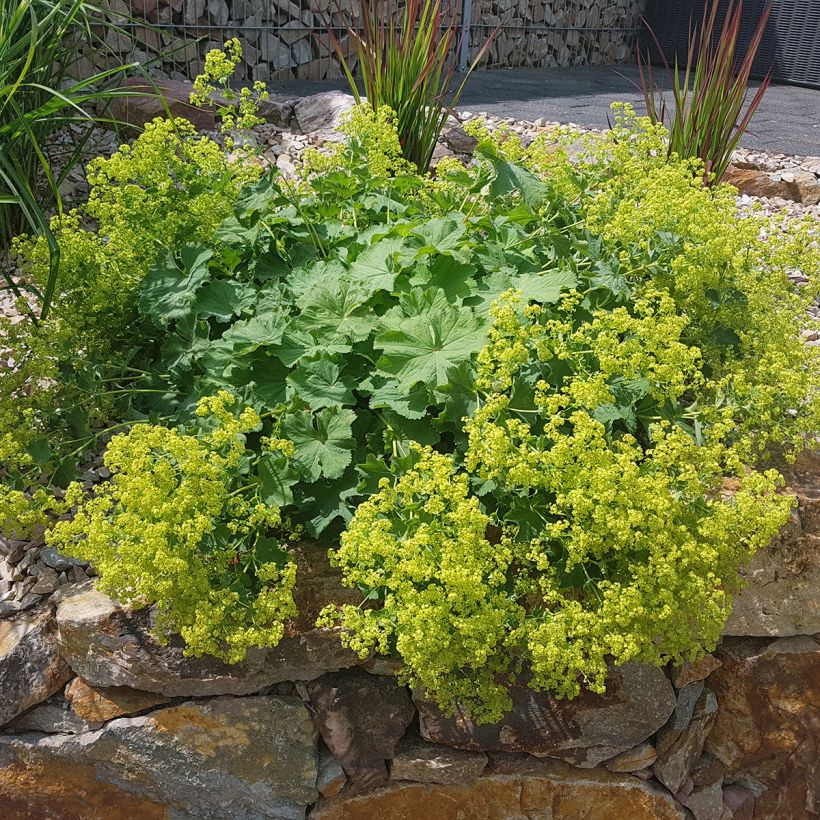 Alchemilla mollis - Weicher Frauenmantel (Plant habit)