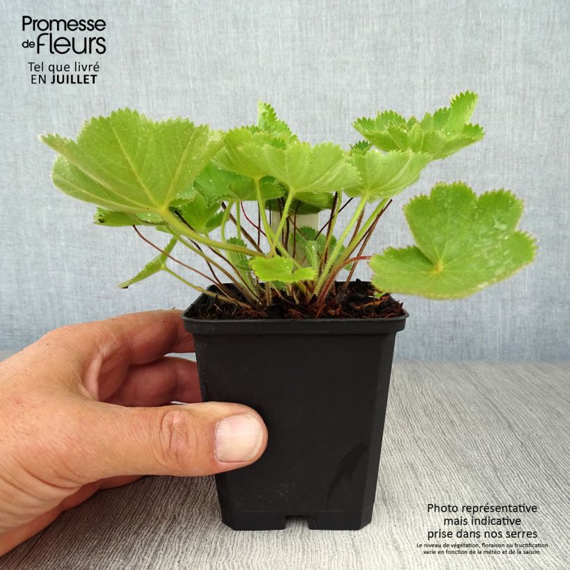 Exemplar von Alchemilla vulgaris - Gemeiner Frauenmantel Kleine Töpfe von 8/9 cm wie im Sommer geliefert