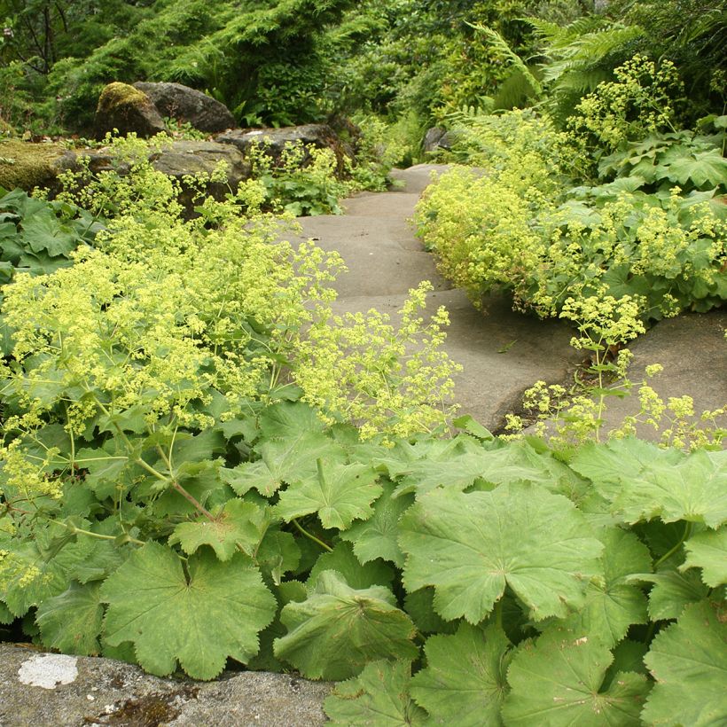 Alchemilla vulgaris - Gemeiner Frauenmantel (Plant habit)