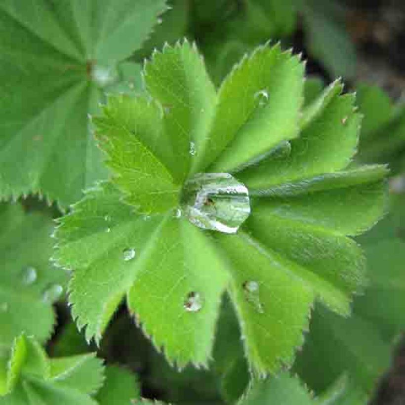 Alchemilla vulgaris - Gemeiner Frauenmantel (Foliage)
